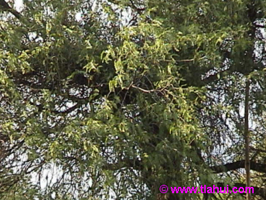 Mezquite (Prosopis glandulosa)